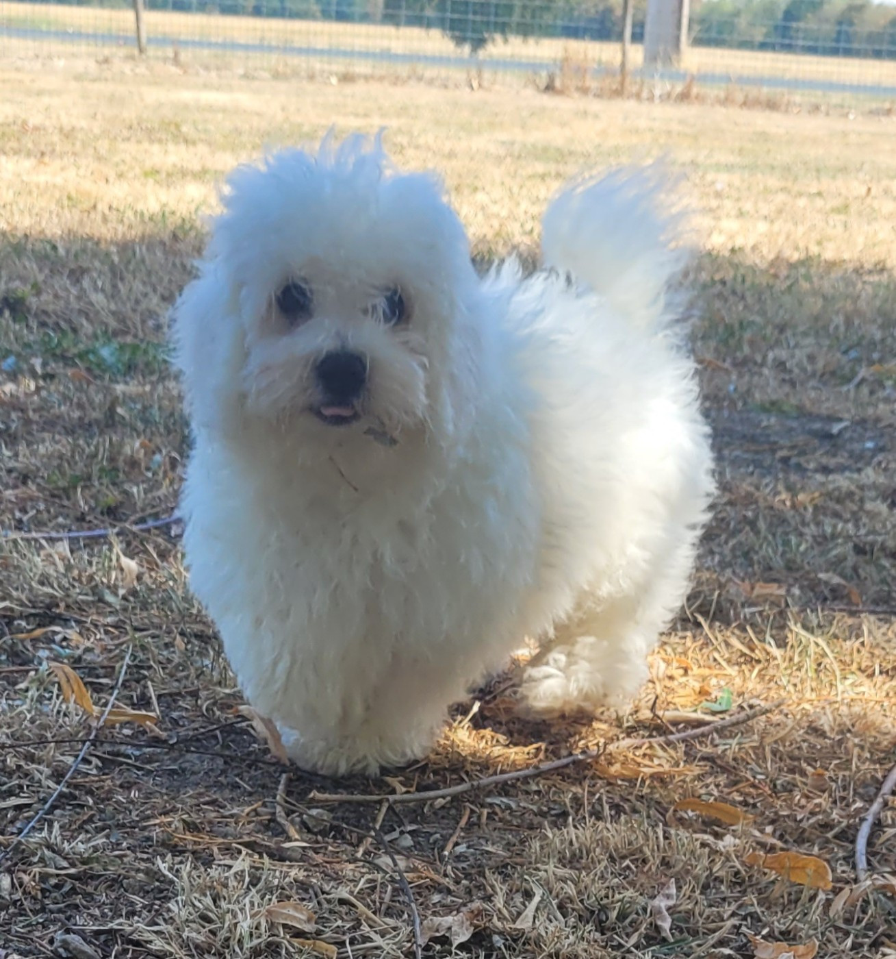 Des marais de courmont - Chiots disponibles - Bichon Frise