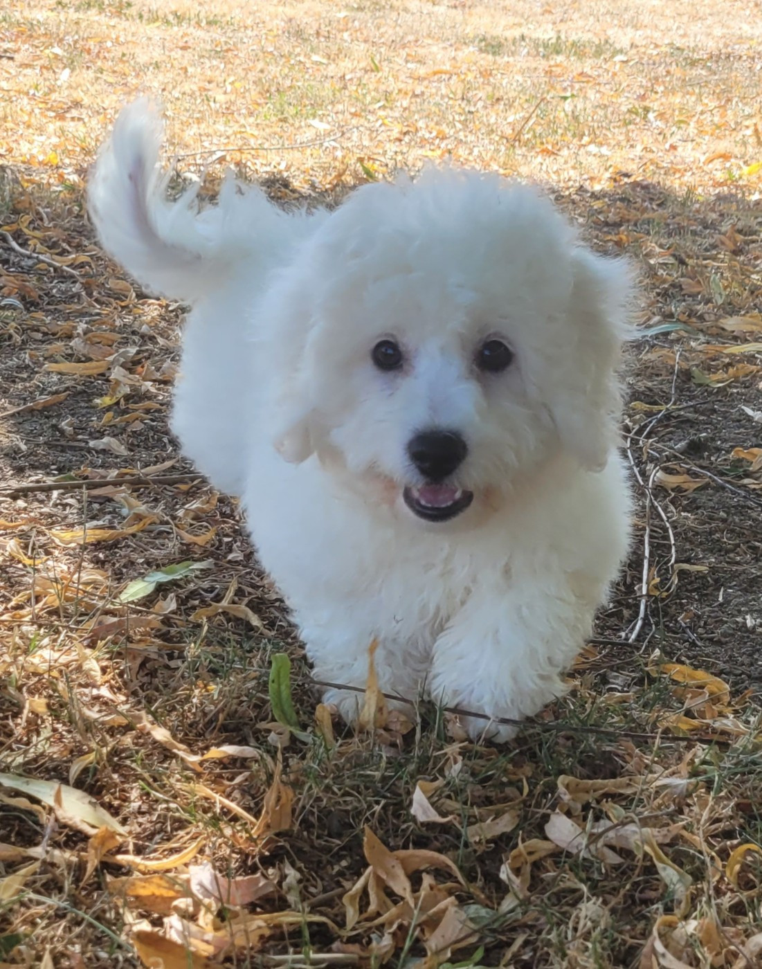 Des marais de courmont - Chiots disponibles - Bichon Frise