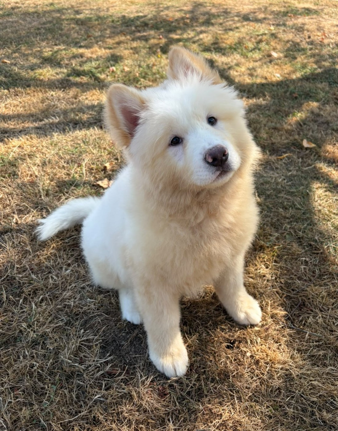 Des marais de courmont - Chiots disponibles - Akita americain