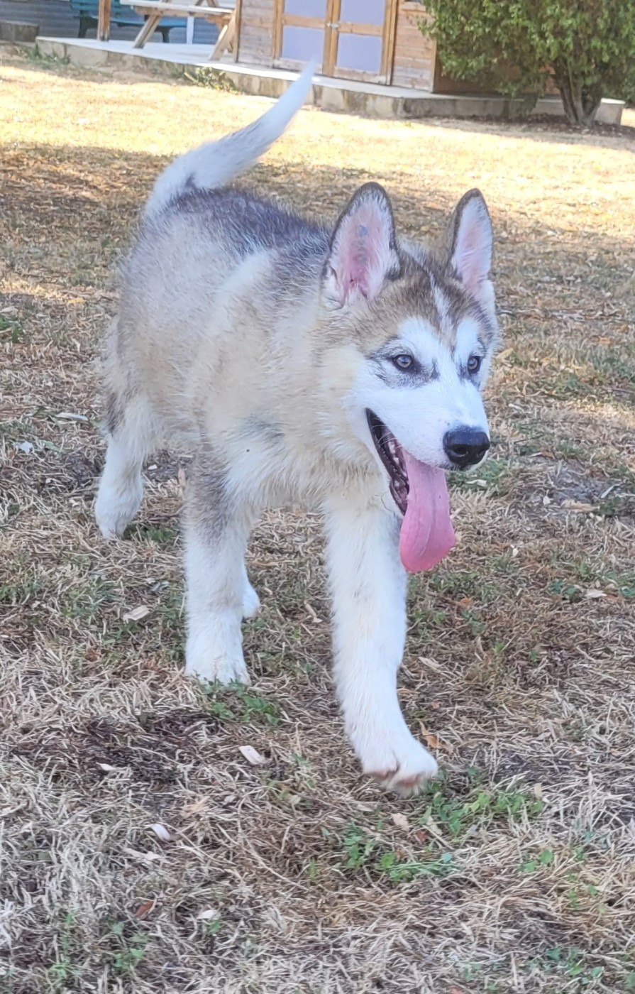 Des marais de courmont - Chiots disponibles - Alaskan Malamute