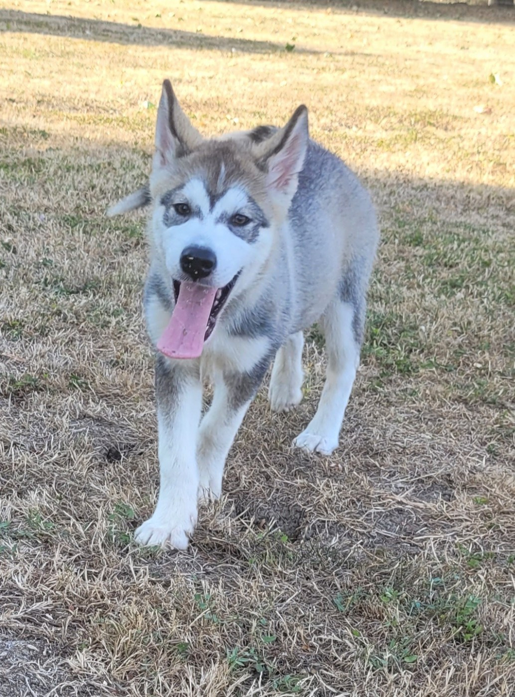 Des marais de courmont - Chiots disponibles - Alaskan Malamute