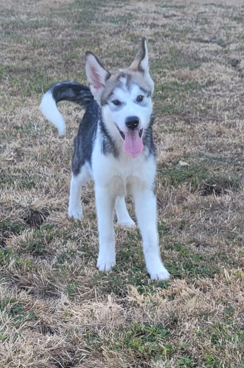 Des marais de courmont - Chiots disponibles - Alaskan Malamute