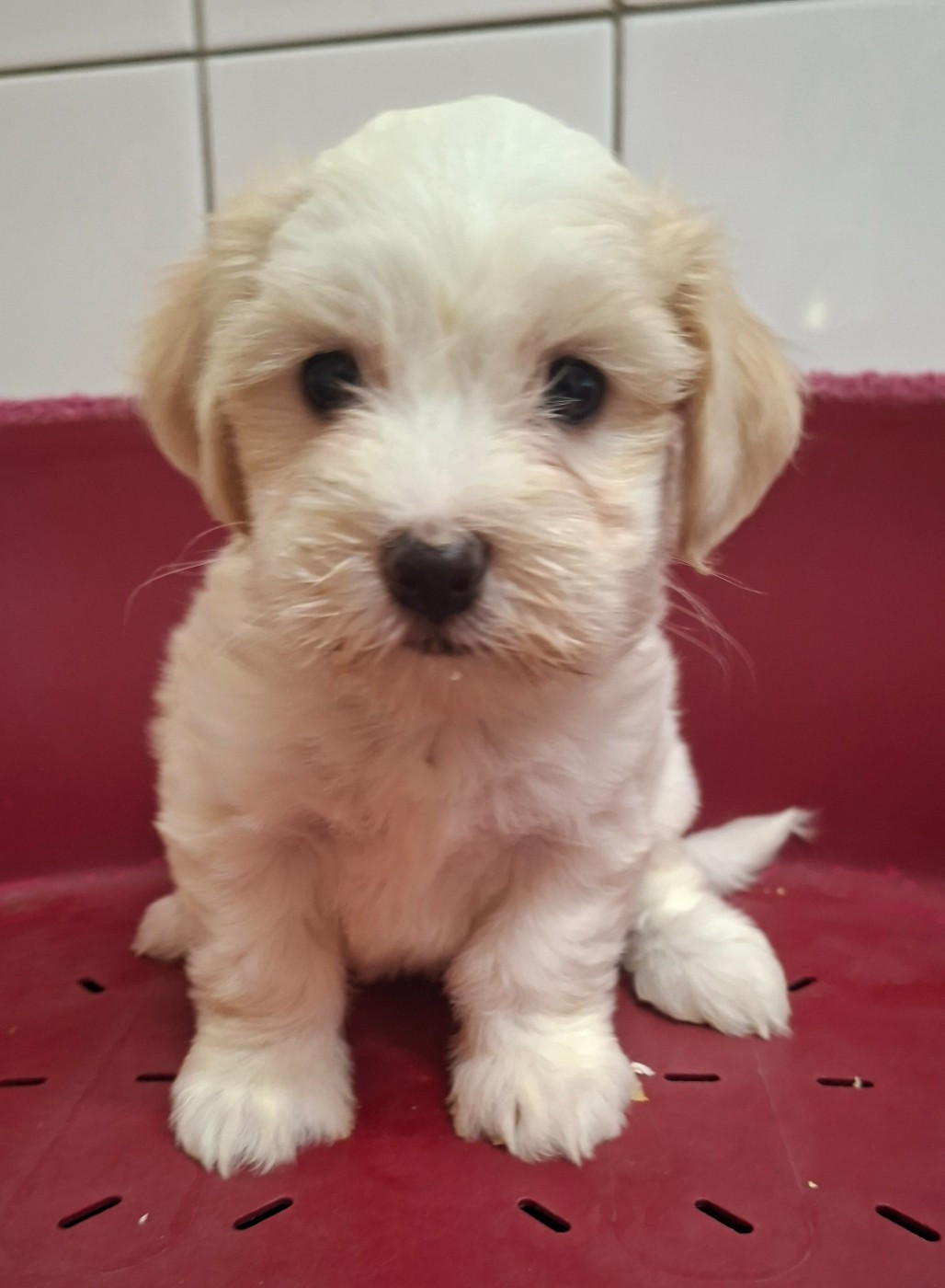 Des marais de courmont - Chiots disponibles - Coton de Tulear