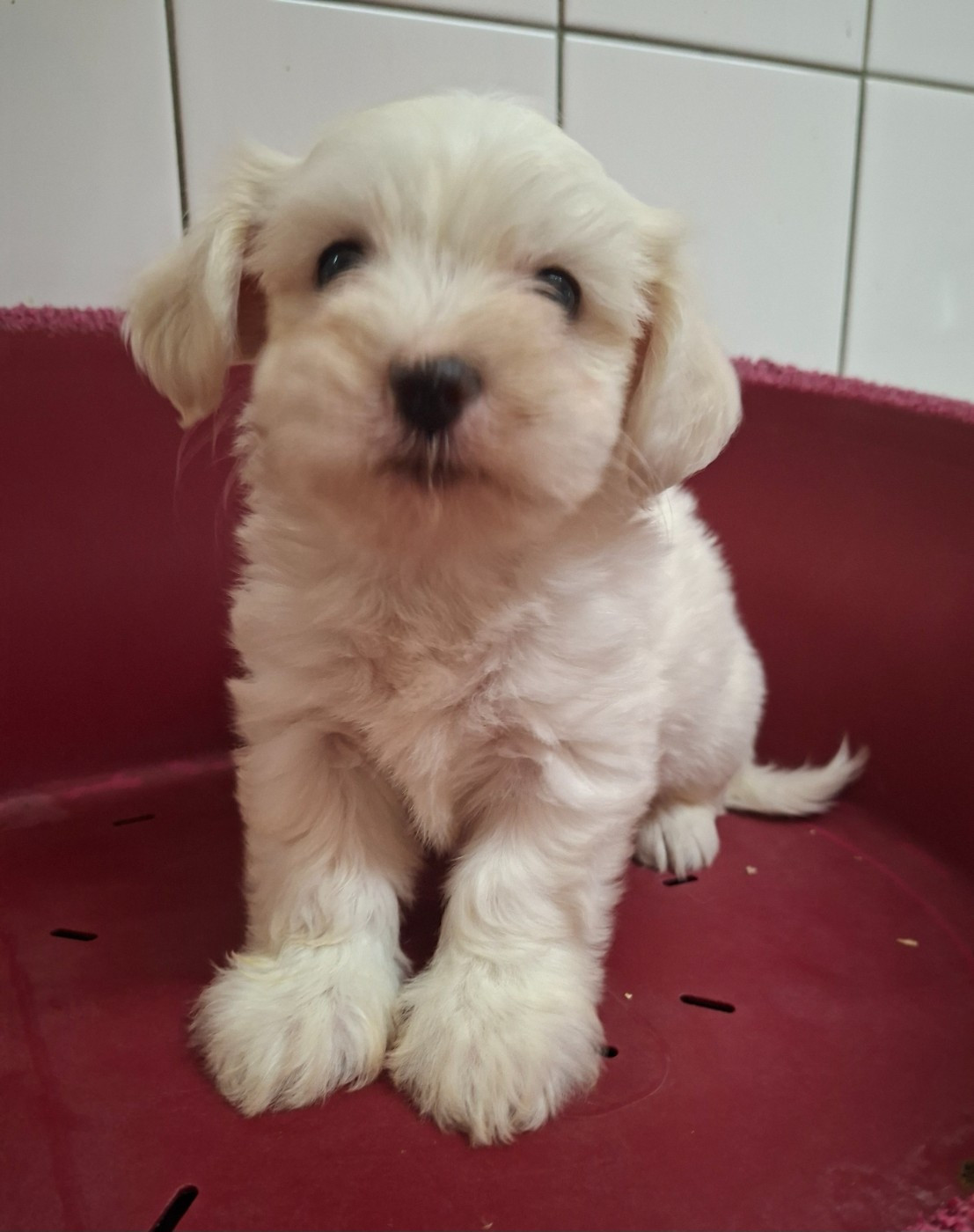 Des marais de courmont - Chiots disponibles - Coton de Tulear