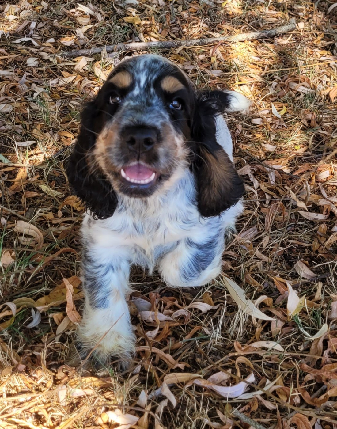 Des marais de courmont - Chiots disponibles - Cocker Spaniel Anglais
