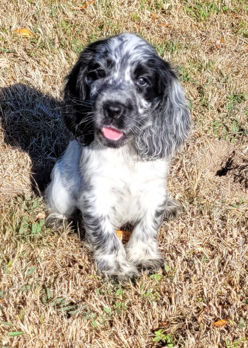 Des marais de courmont - Chiots disponibles - Cocker Spaniel Anglais