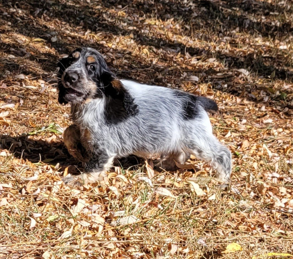 Des marais de courmont - Chiots disponibles - Cocker Spaniel Anglais