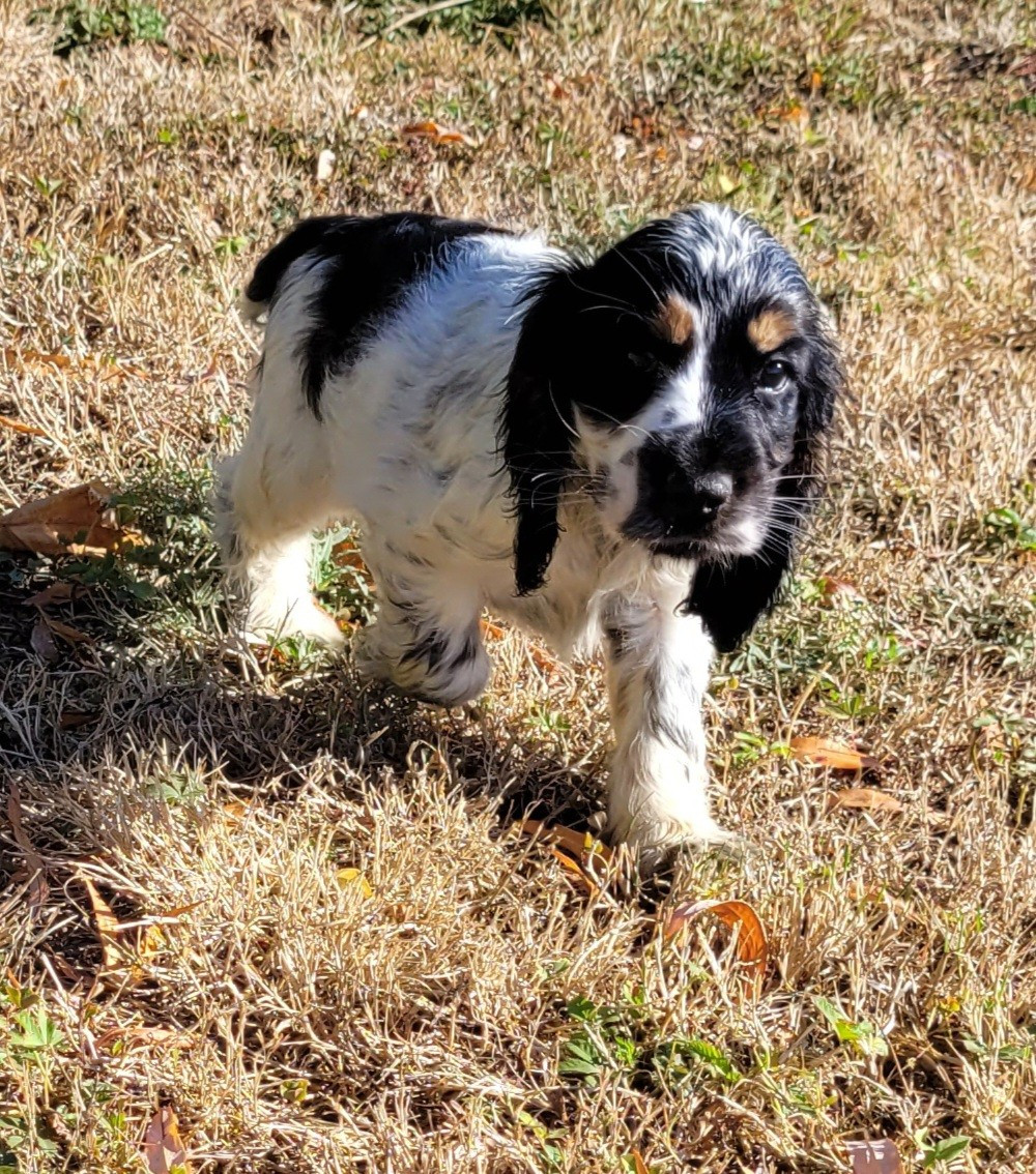 Des marais de courmont - Chiots disponibles - Cocker Spaniel Anglais
