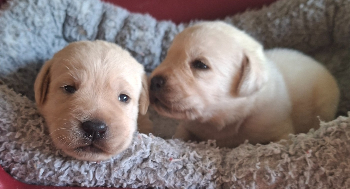 Des marais de courmont - Chiots disponibles - Labrador Retriever