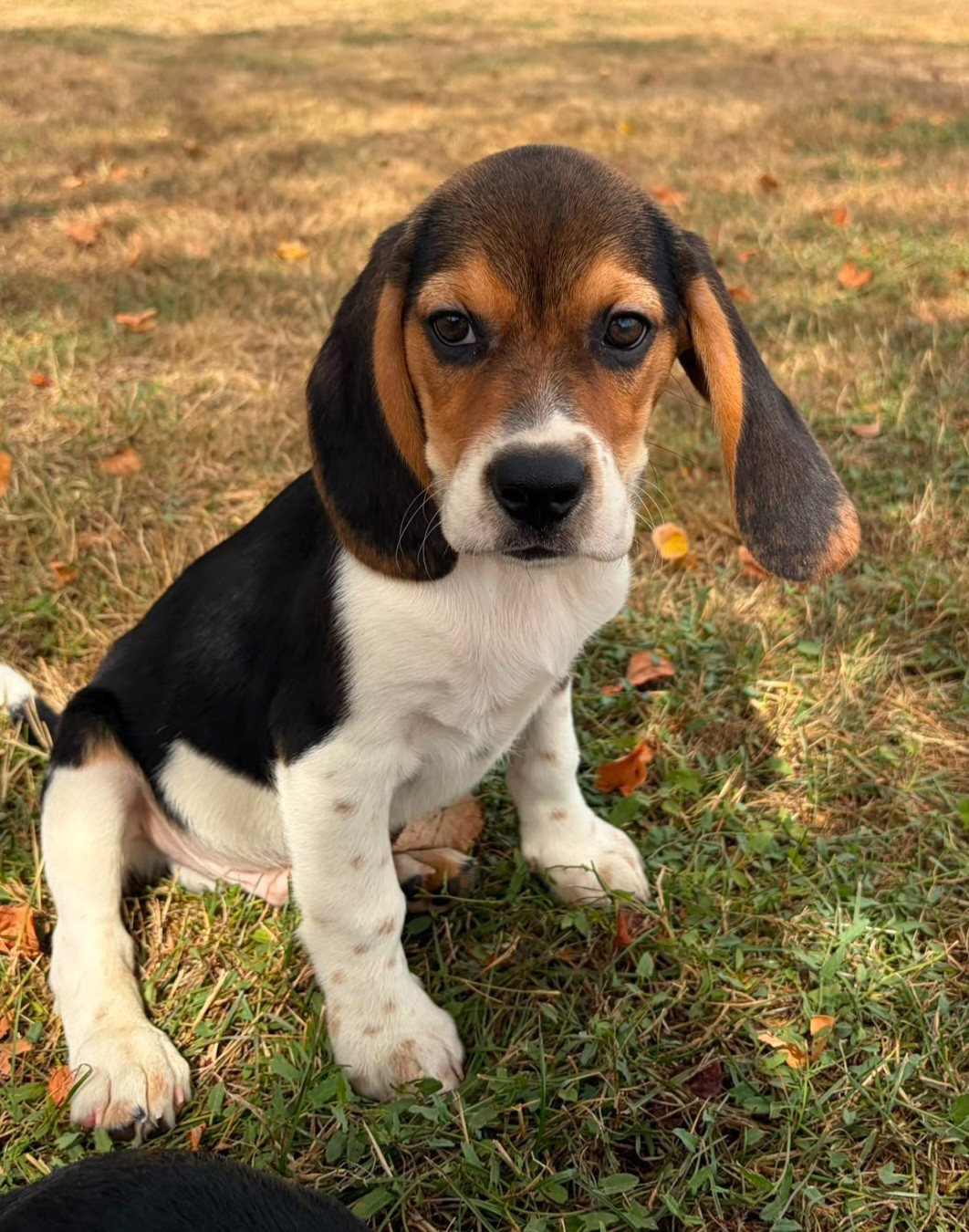 Des marais de courmont - Chiots disponibles - Beagle