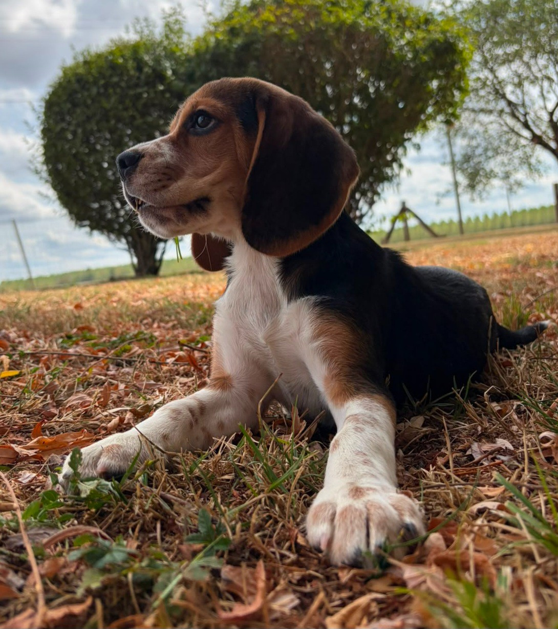 Des marais de courmont - Chiots disponibles - Beagle