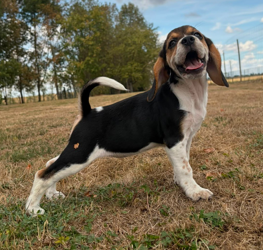 Des marais de courmont - Chiots disponibles - Beagle