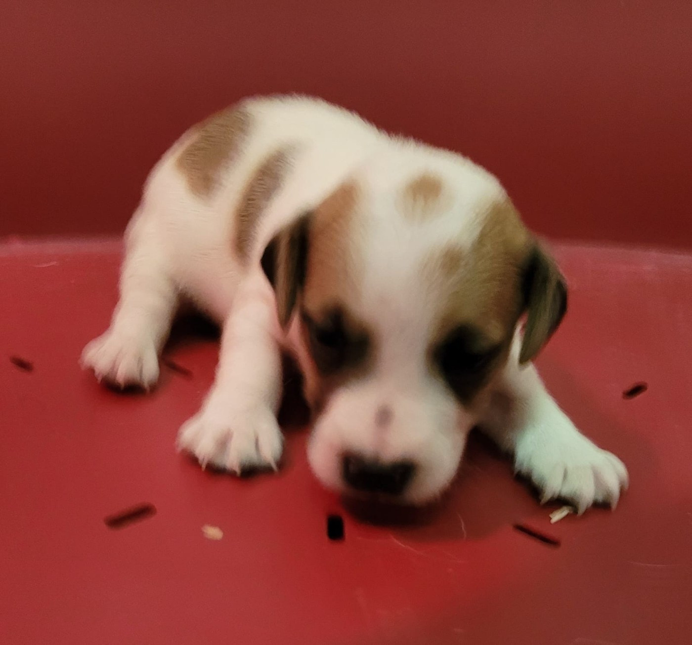 Des marais de courmont - Chiots disponibles - Jack Russell Terrier