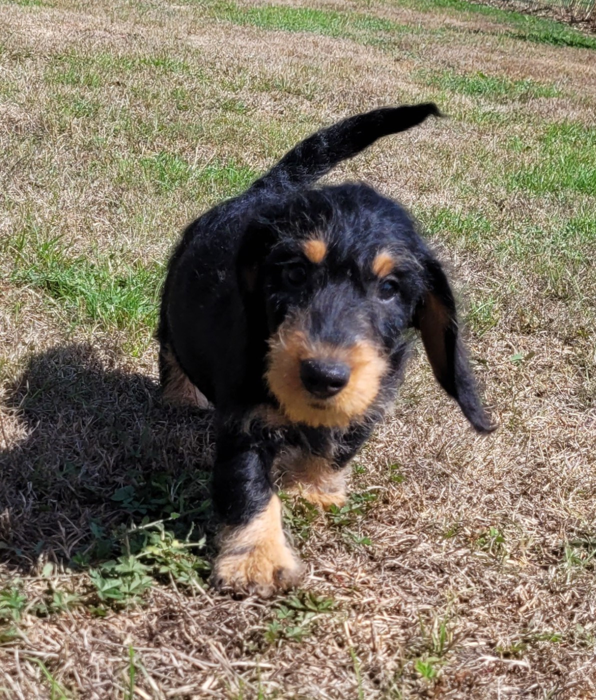 Des marais de courmont - Chiots disponibles - Teckel poil dur