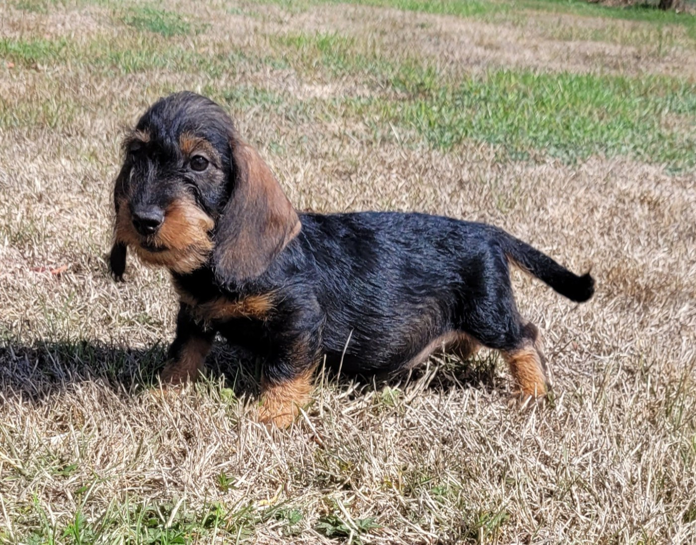 Des marais de courmont - Chiots disponibles - Teckel poil dur