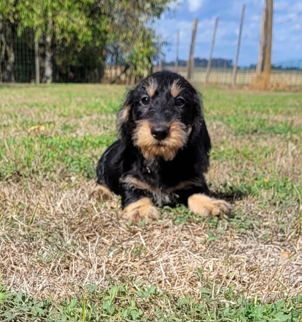 Des marais de courmont - Chiots disponibles - Teckel poil dur