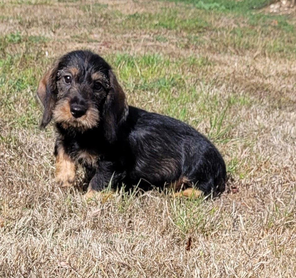 Des marais de courmont - Chiots disponibles - Teckel poil dur