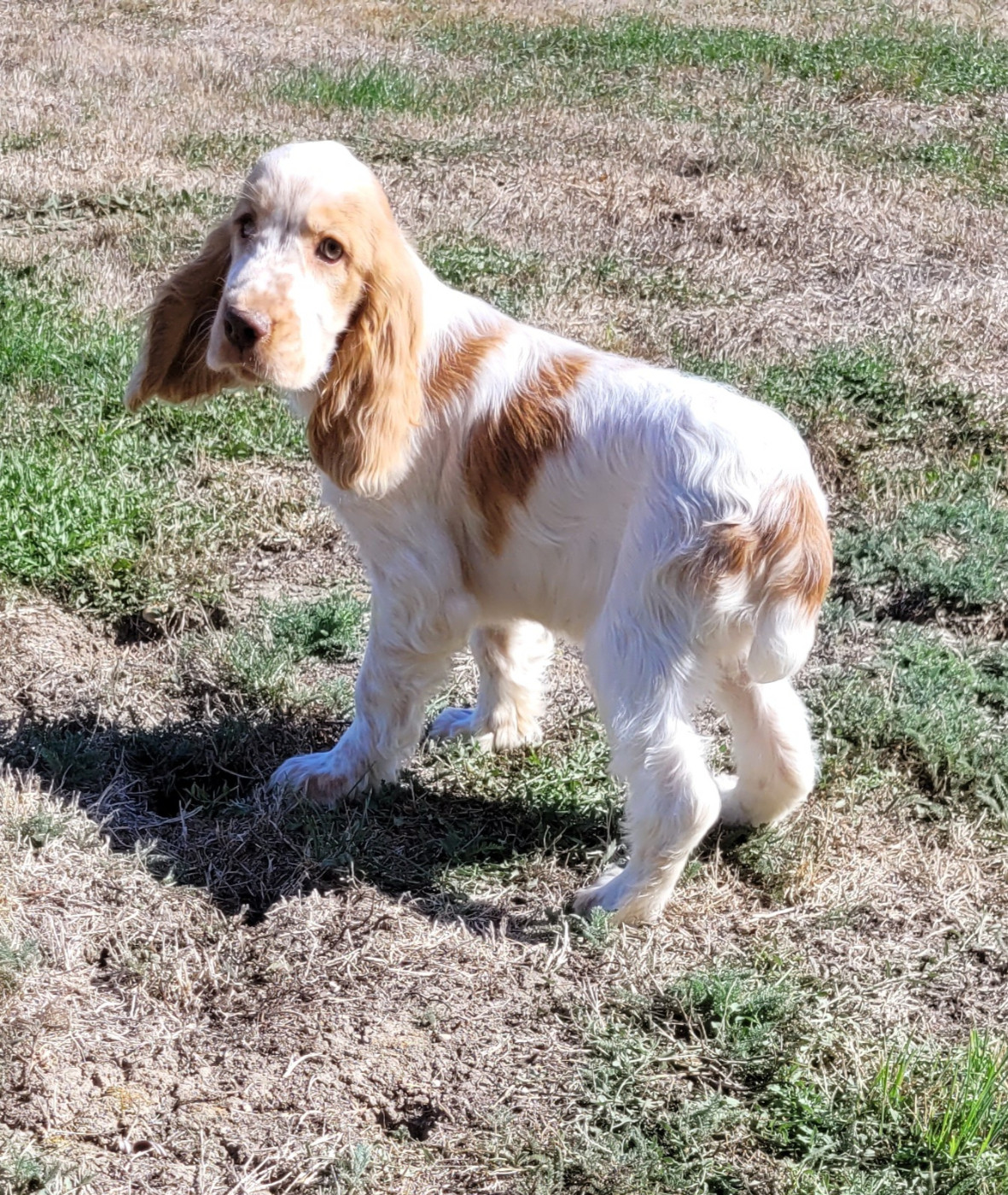 Des marais de courmont - Chiots disponibles - Cocker Spaniel Anglais