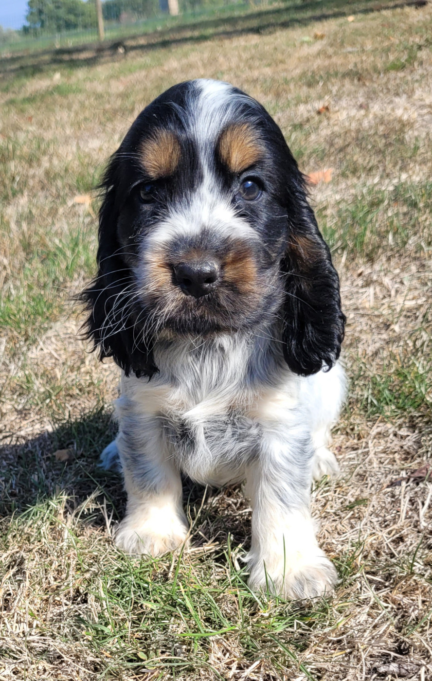 Des marais de courmont - Chiots disponibles - Cocker Spaniel Anglais