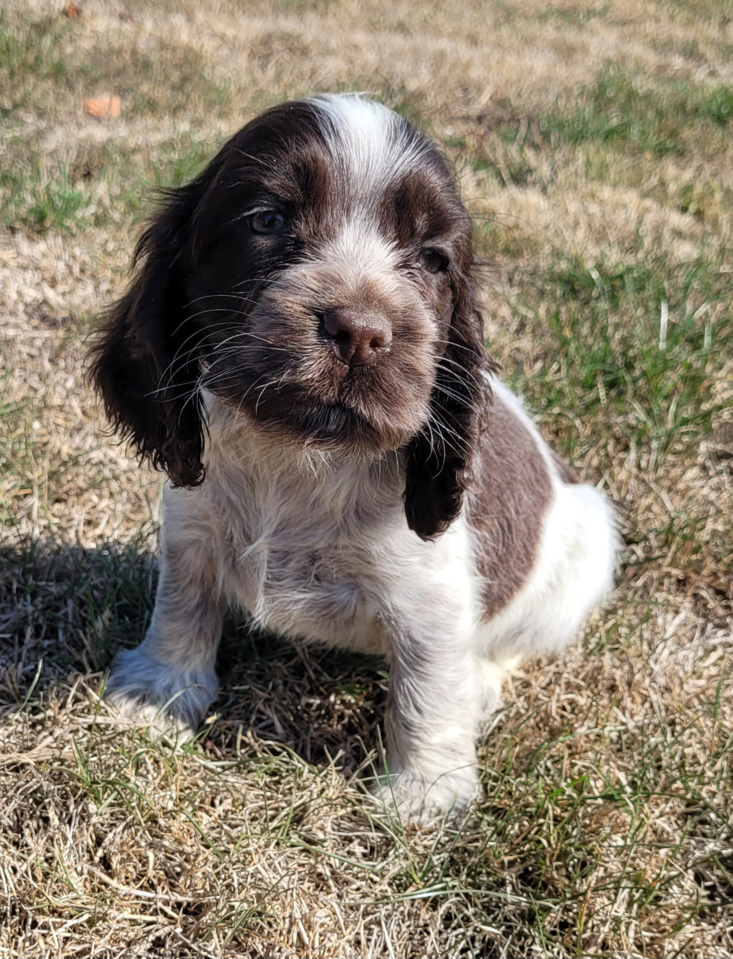 Des marais de courmont - Chiots disponibles - Cocker Spaniel Anglais