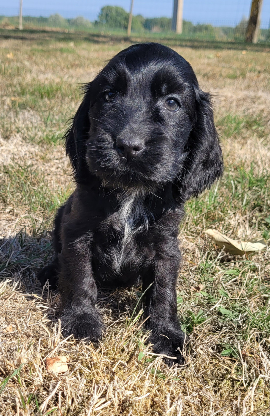 Des marais de courmont - Chiots disponibles - Cocker Spaniel Anglais