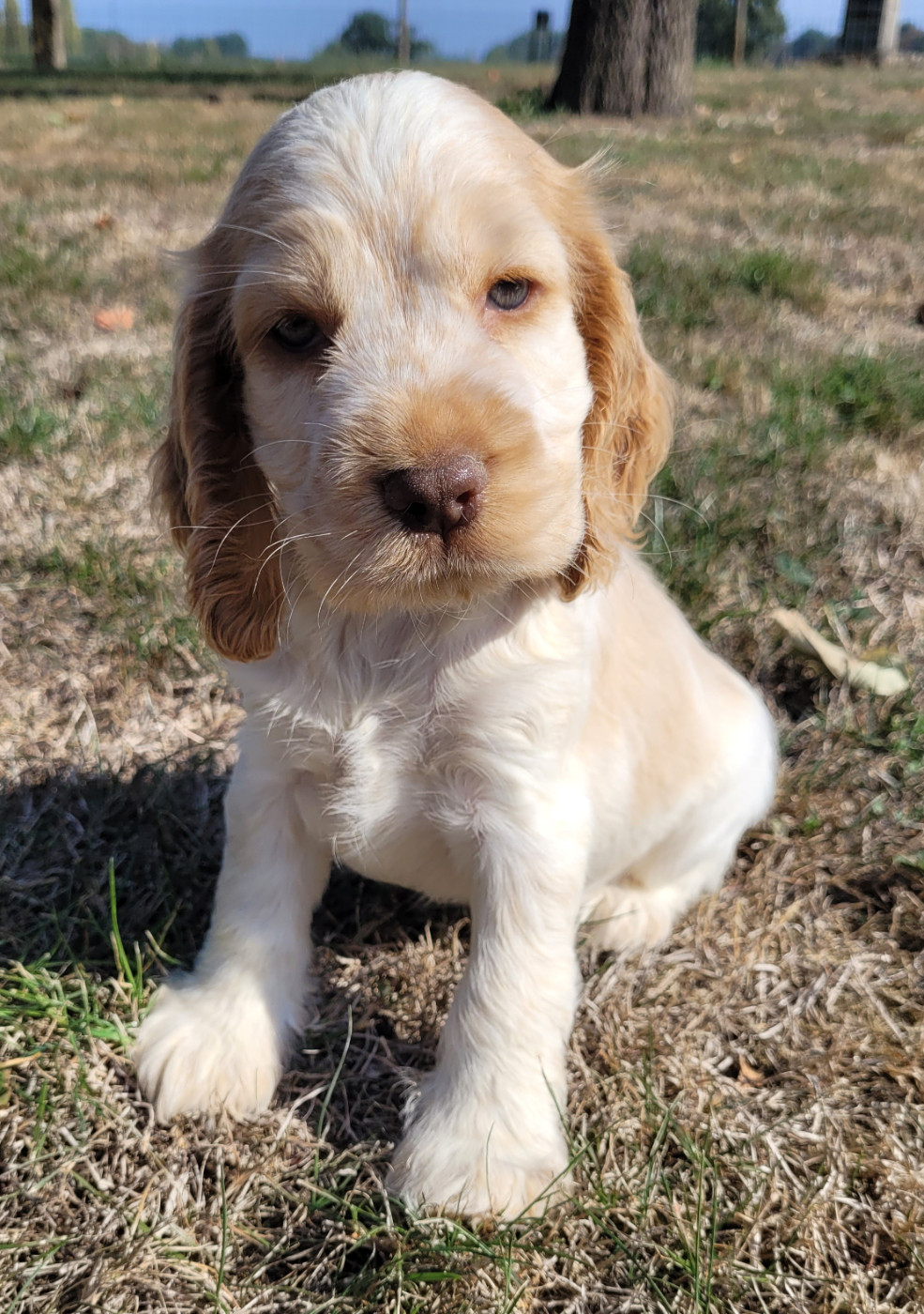 Des marais de courmont - Chiots disponibles - Cocker Spaniel Anglais