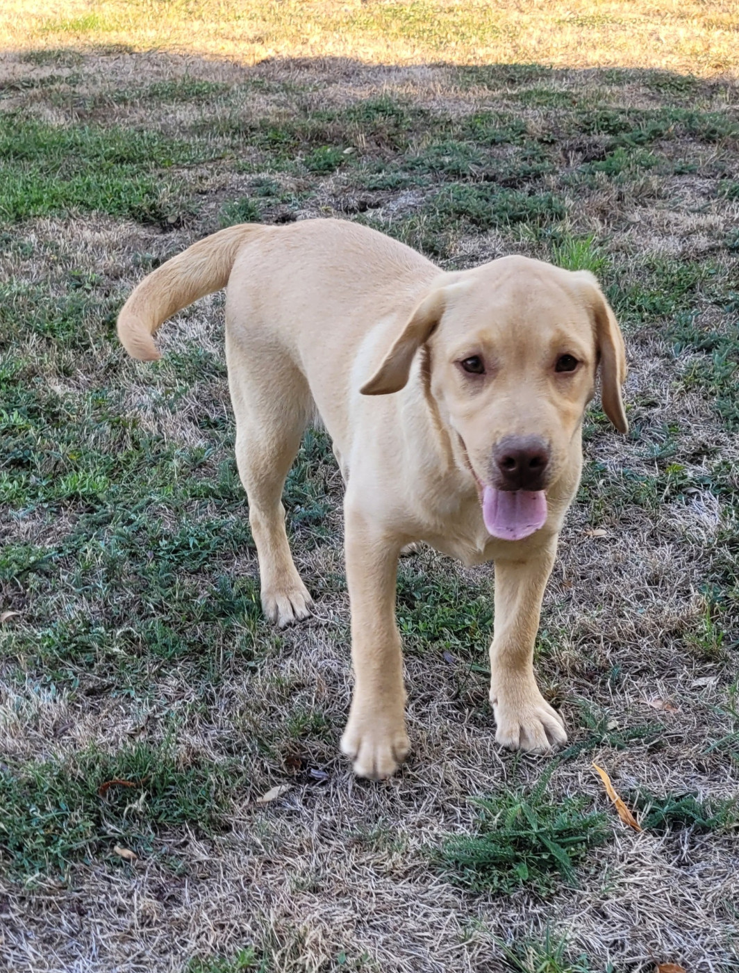 Des marais de courmont - Chiots disponibles - Labrador Retriever