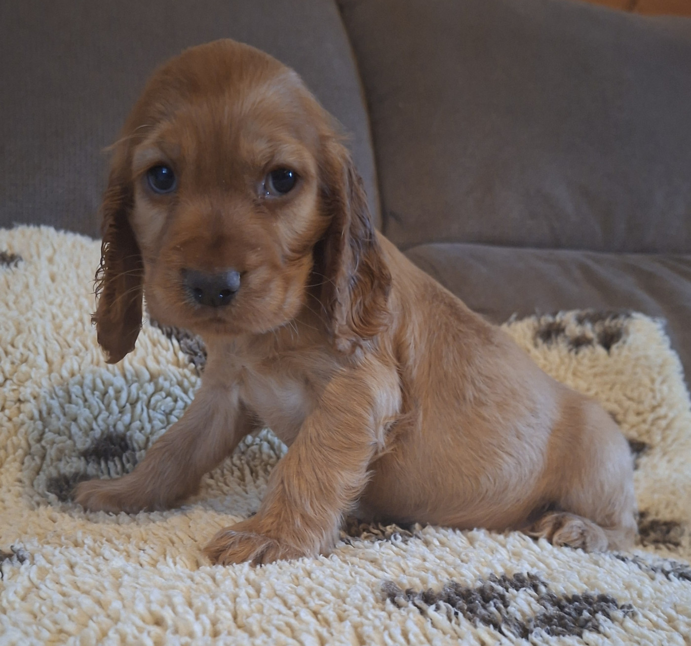 Des marais de courmont - Chiots disponibles - Cocker Spaniel Anglais