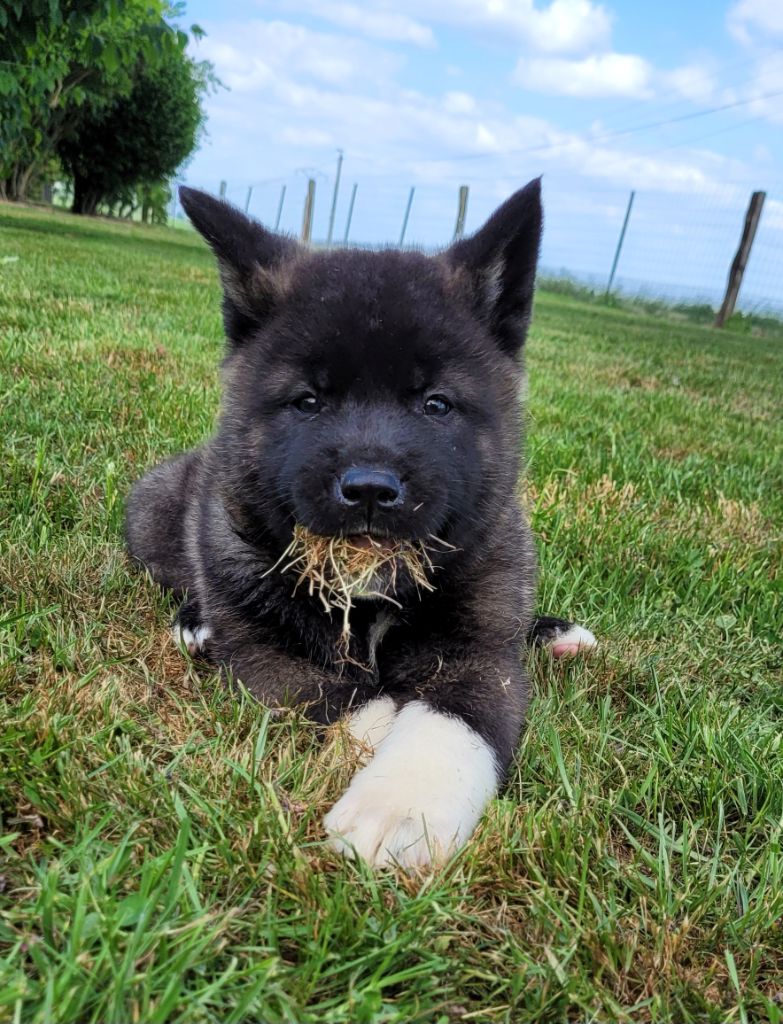 Des marais de courmont - Chiots disponibles - Akita americain