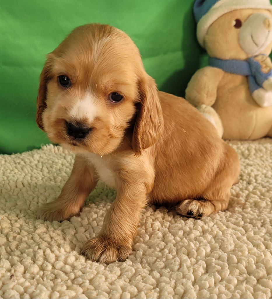Des marais de courmont - Chiots disponibles - Cocker Spaniel Anglais