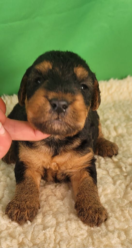 Des marais de courmont - Chiots disponibles - Welsh Terrier