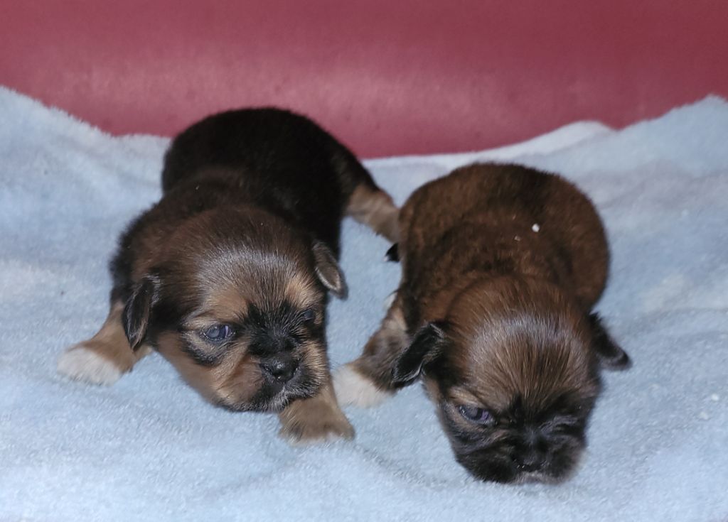 Des marais de courmont - Chiots disponibles - Lhassa Apso