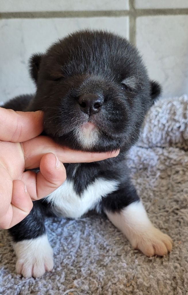 Des marais de courmont - Chiots disponibles - Akita americain