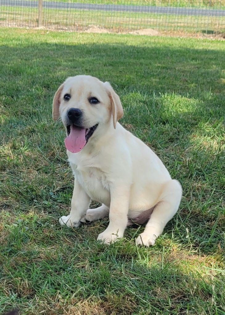 Des marais de courmont - Chiots disponibles - Labrador Retriever