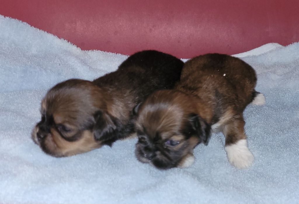 Des marais de courmont - Chiots disponibles - Lhassa Apso