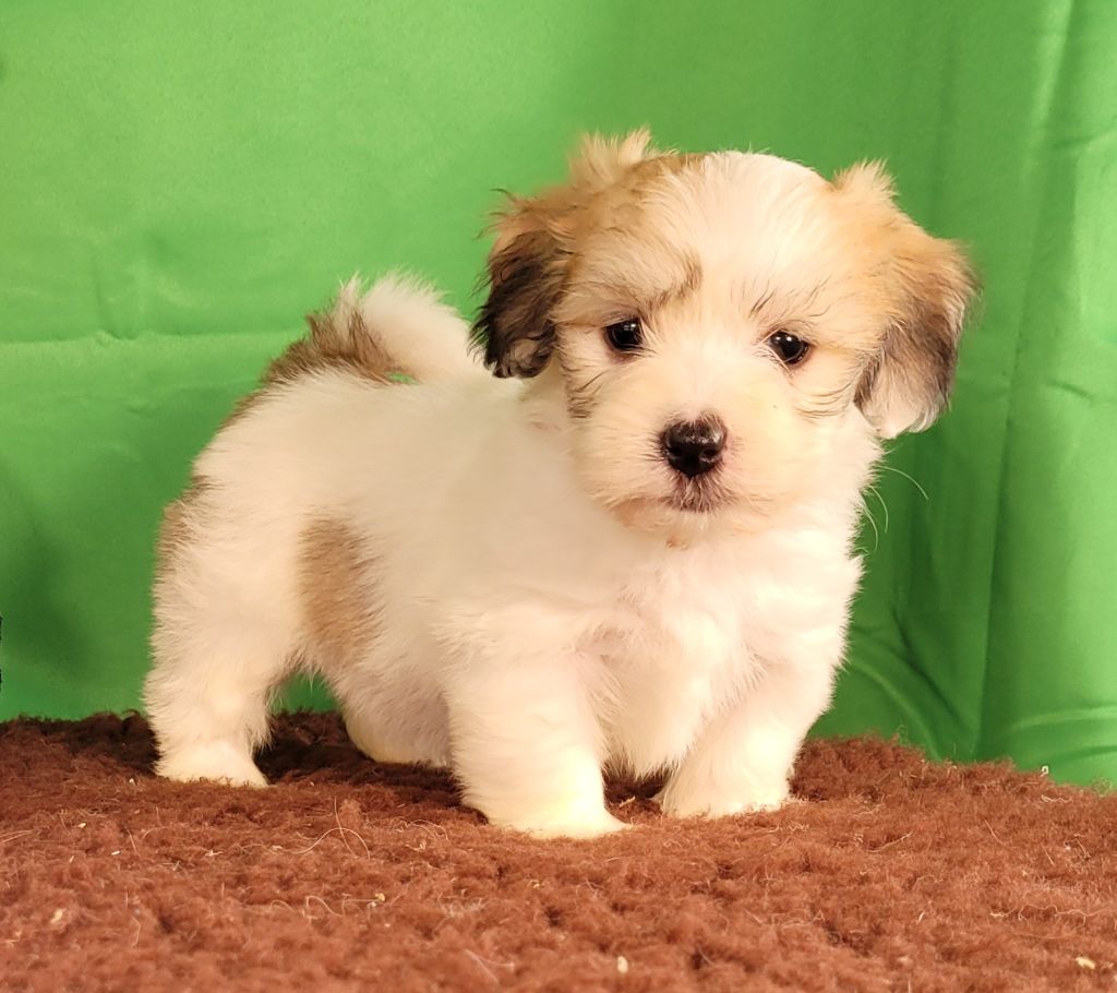 Des marais de courmont - Chiots disponibles - Coton de Tulear