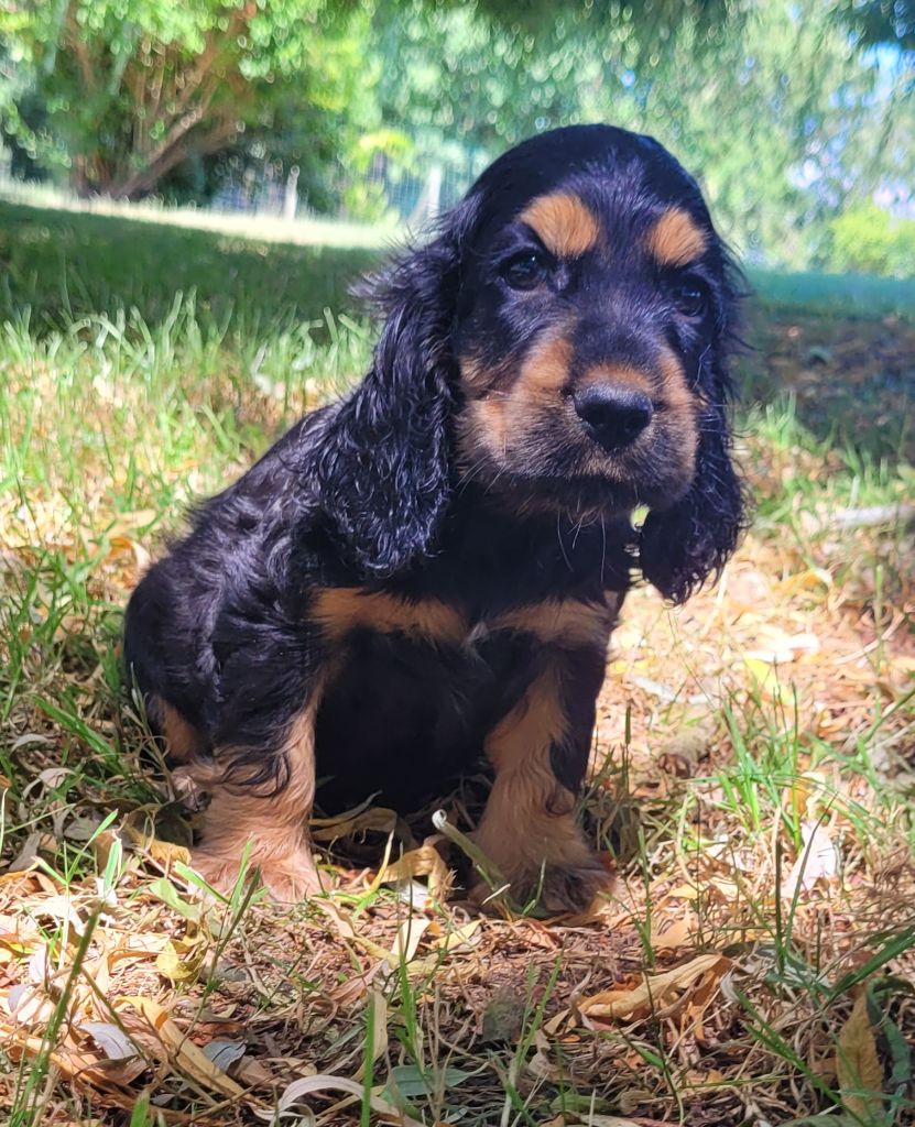 Des marais de courmont - Chiots disponibles - Cocker Spaniel Anglais