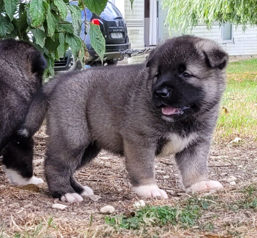 Des marais de courmont - Chiots disponibles - Akita americain
