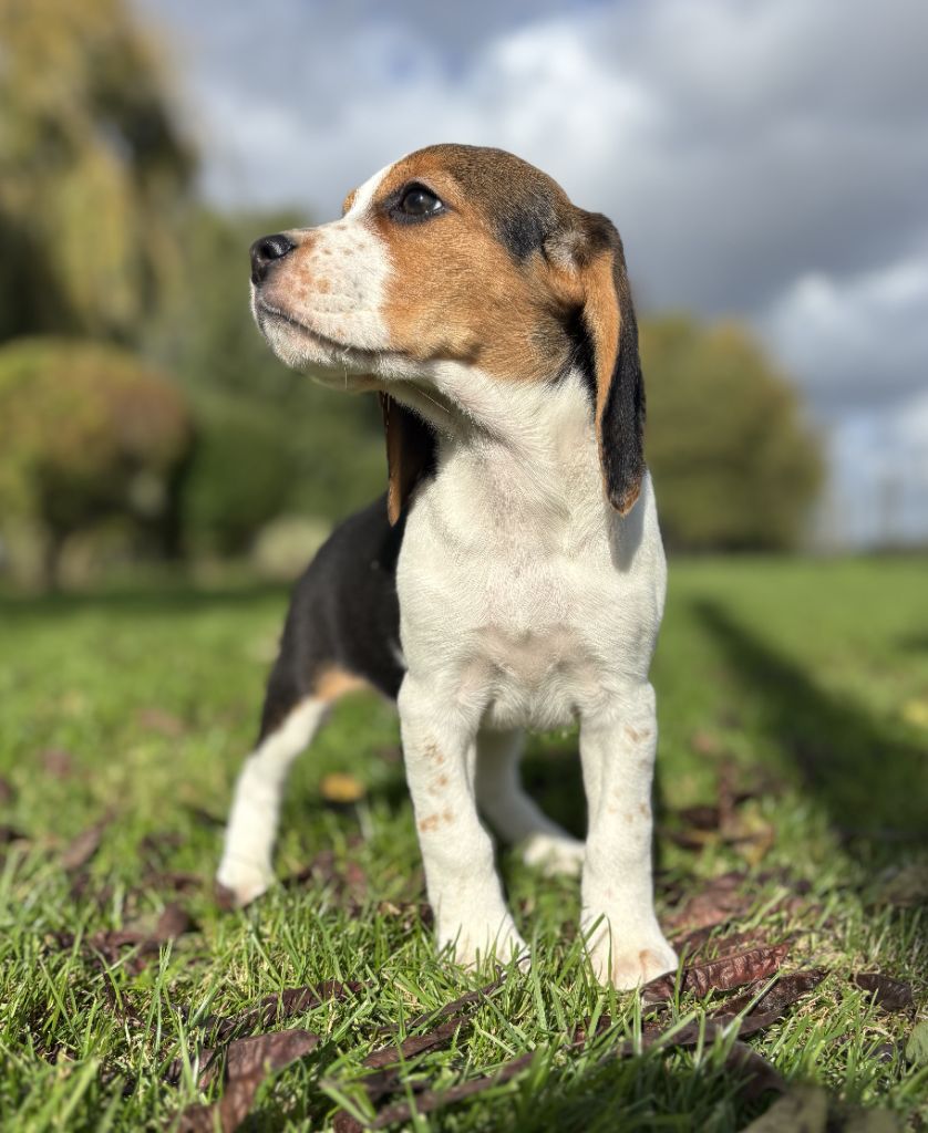 Des marais de courmont - Chiots disponibles - Beagle