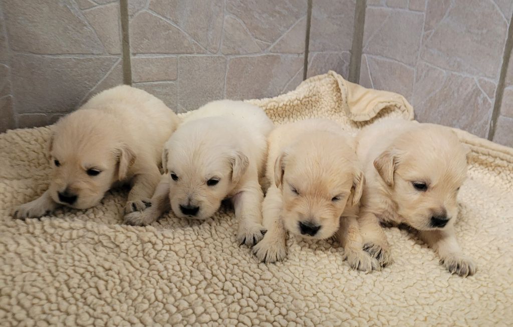 Des marais de courmont - Chiots disponibles - Golden Retriever