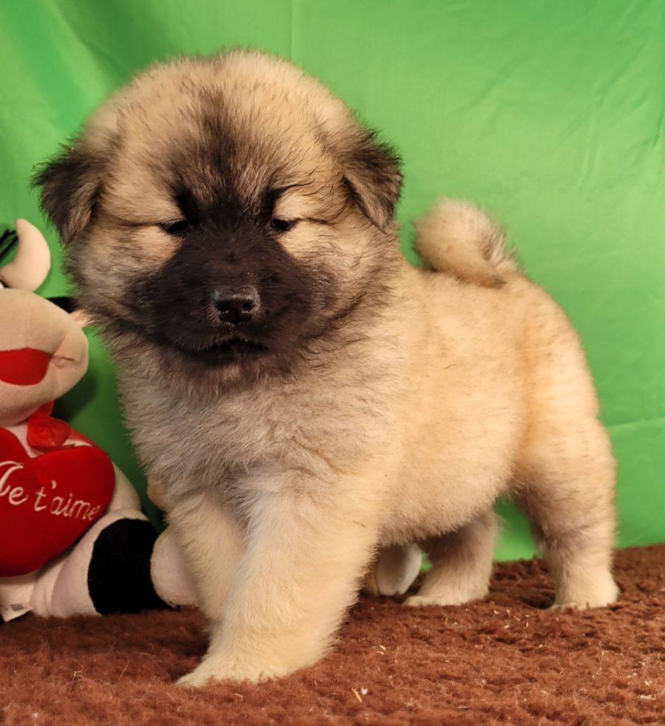 Des marais de courmont - Chiots disponibles - Eurasier