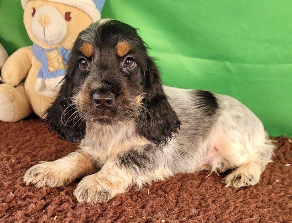 Des marais de courmont - Chiots disponibles - Cocker Spaniel Anglais