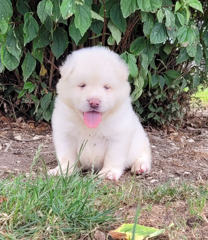 Des marais de courmont - Chiots disponibles - Akita americain