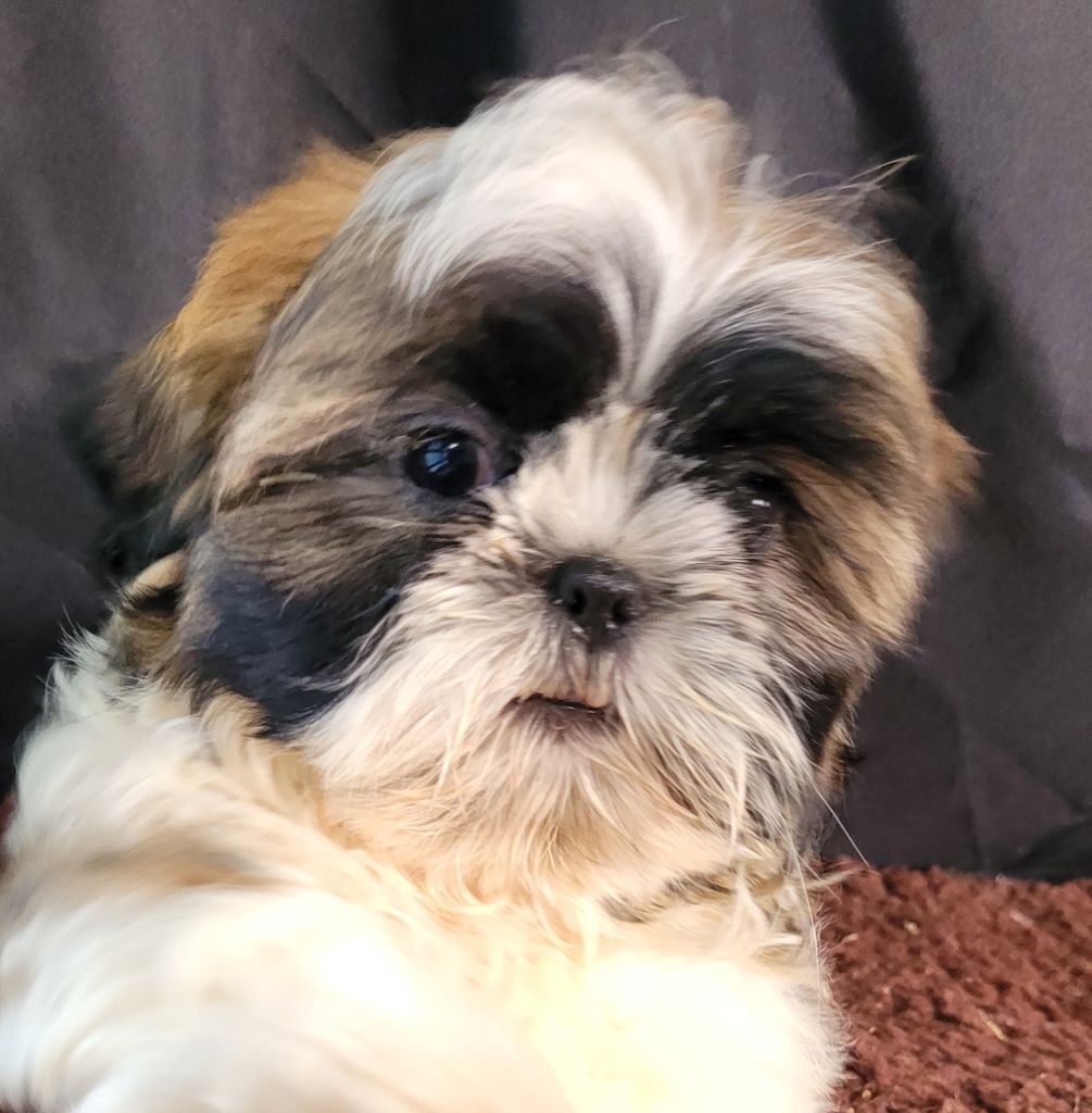Des marais de courmont - Chiots disponibles - Shih Tzu