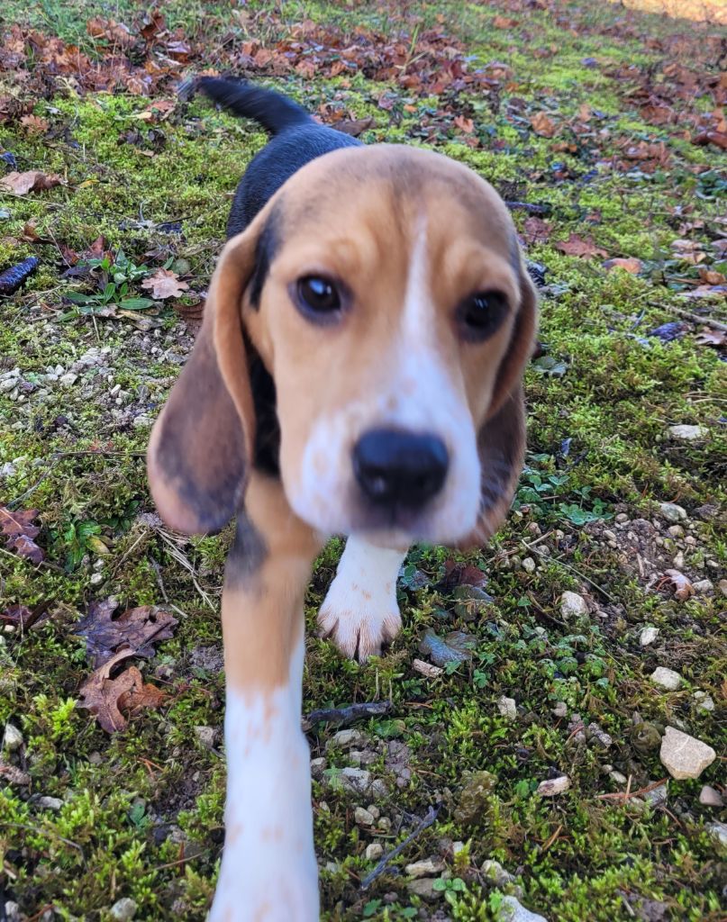 Des marais de courmont - Chiots disponibles - Beagle