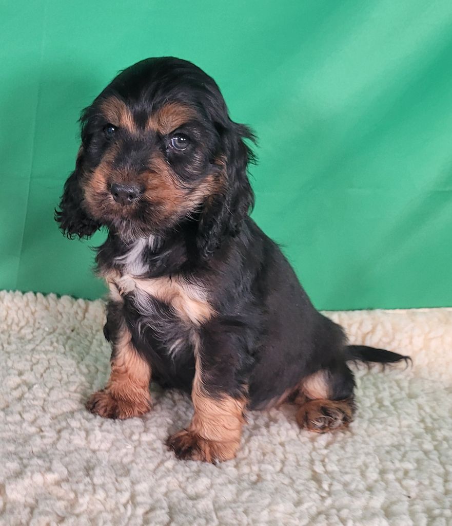 Des marais de courmont - Chiots disponibles - Cocker Spaniel Anglais