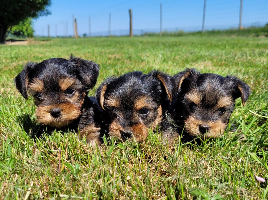Des marais de courmont - Chiots disponibles - Yorkshire Terrier