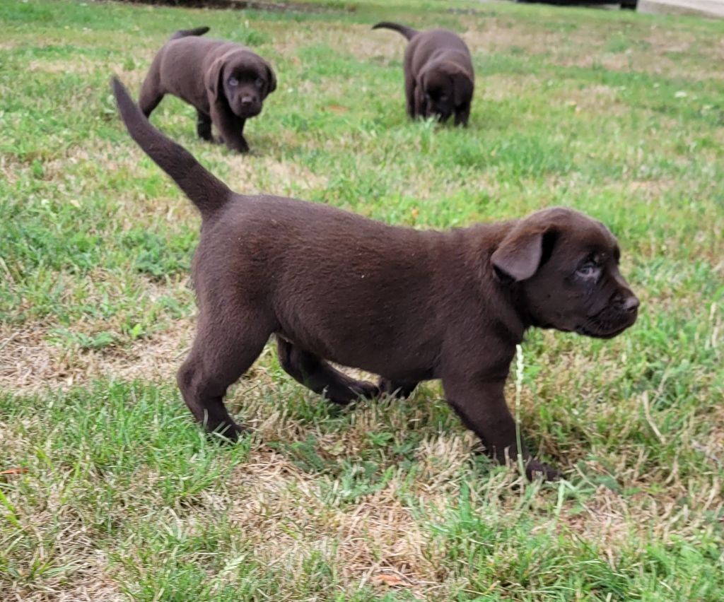 Des marais de courmont - Chiots disponibles - Labrador Retriever