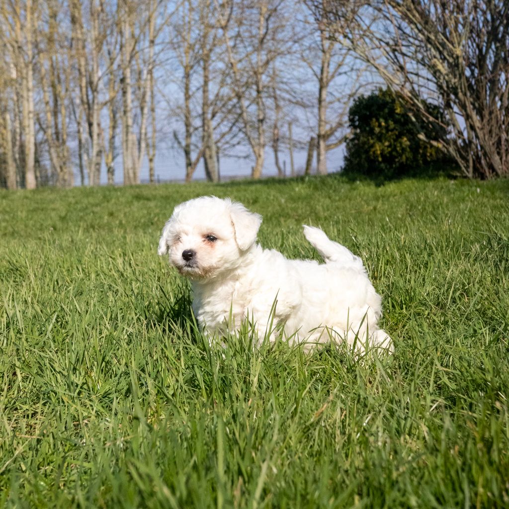 Des marais de courmont - Chiots disponibles - Bichon Frise
