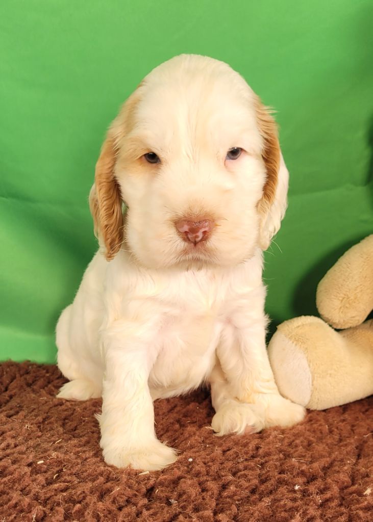 Des marais de courmont - Chiots disponibles - Cocker Spaniel Anglais